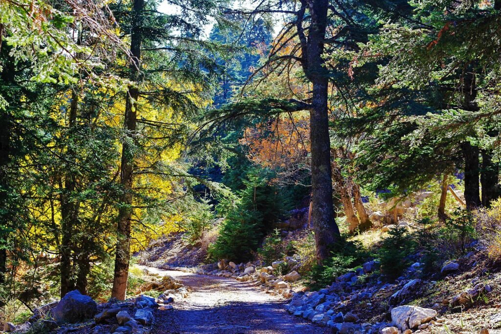 A forest path among fir trees in Talassemtane National Park, the landscape of the Akchour waterfalls hike